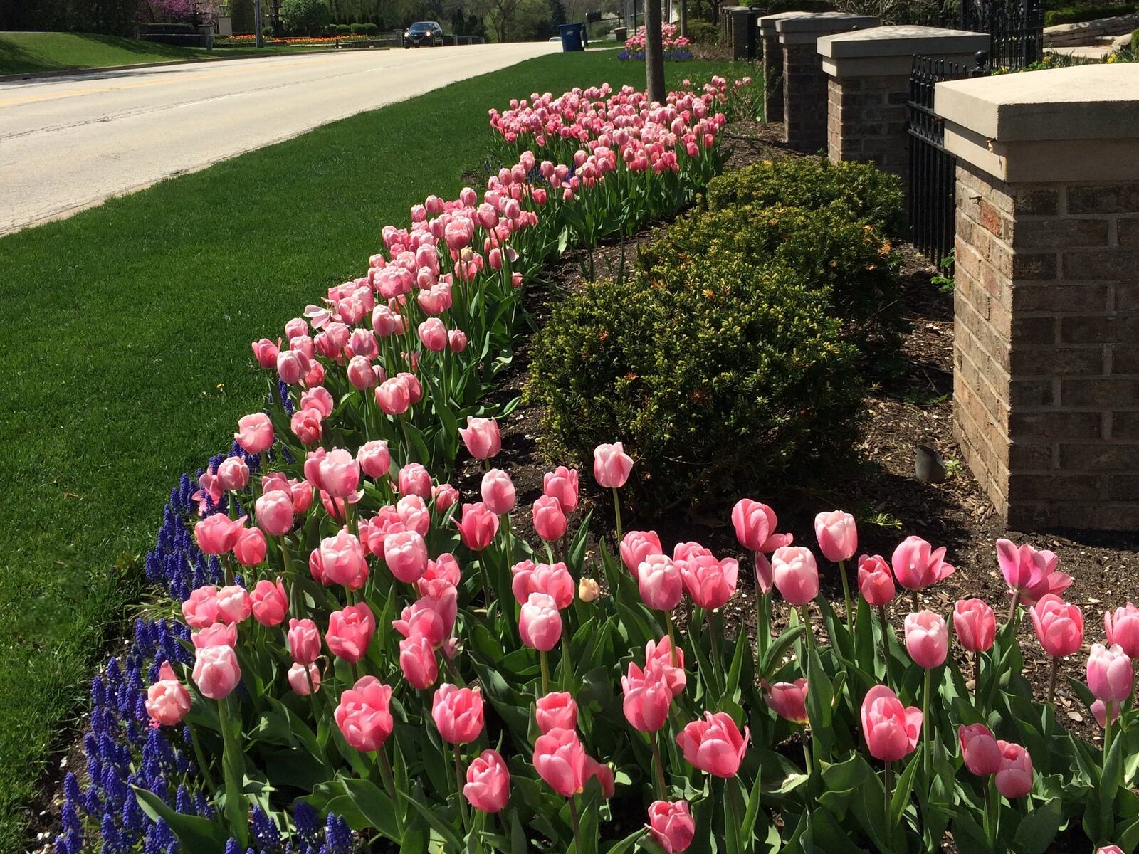 Tree and shrub plant health care — Green Grass Landscape, Chicago's western suburbs