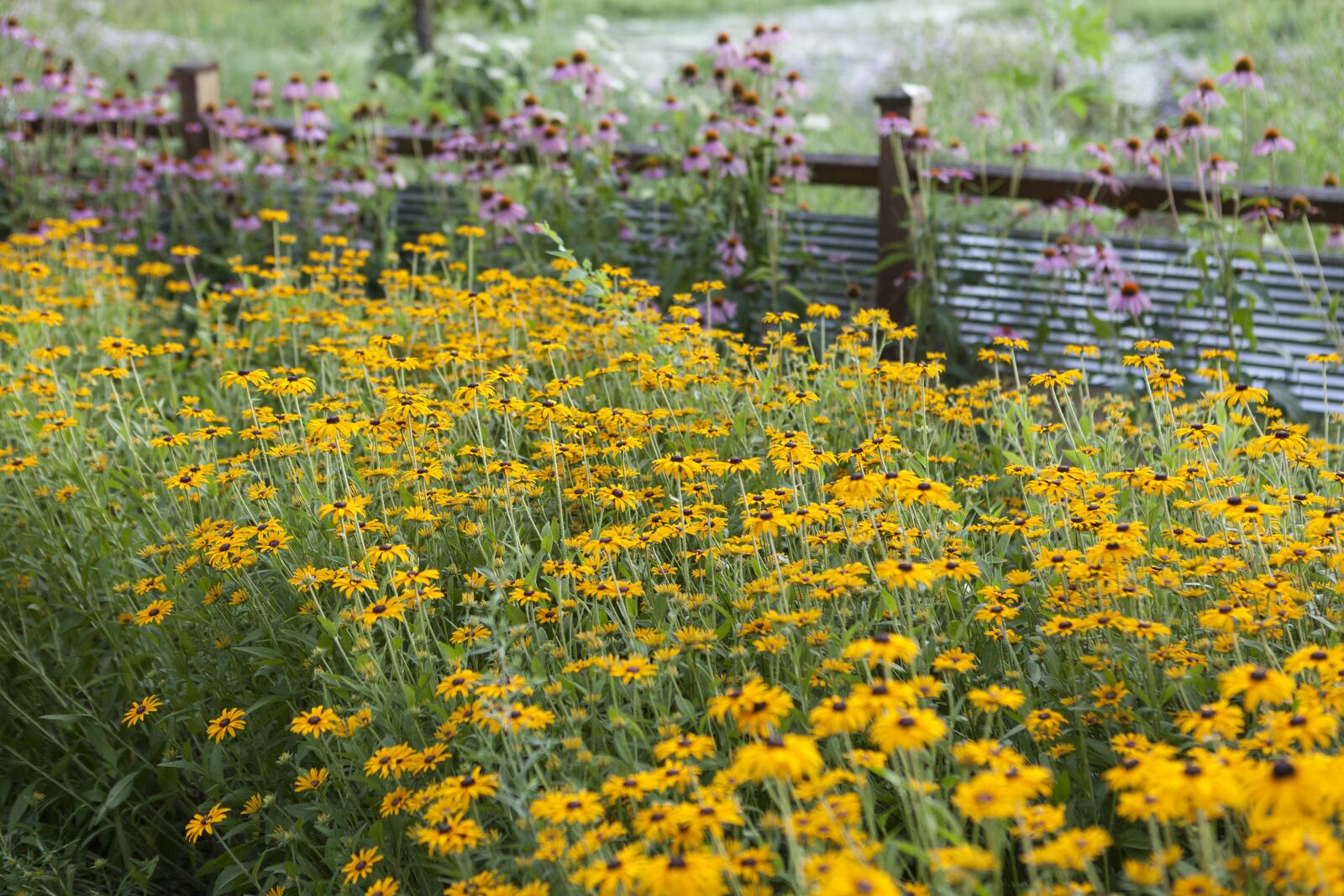 Plant installation — Green Grass Landscape, Chicago's western suburbs