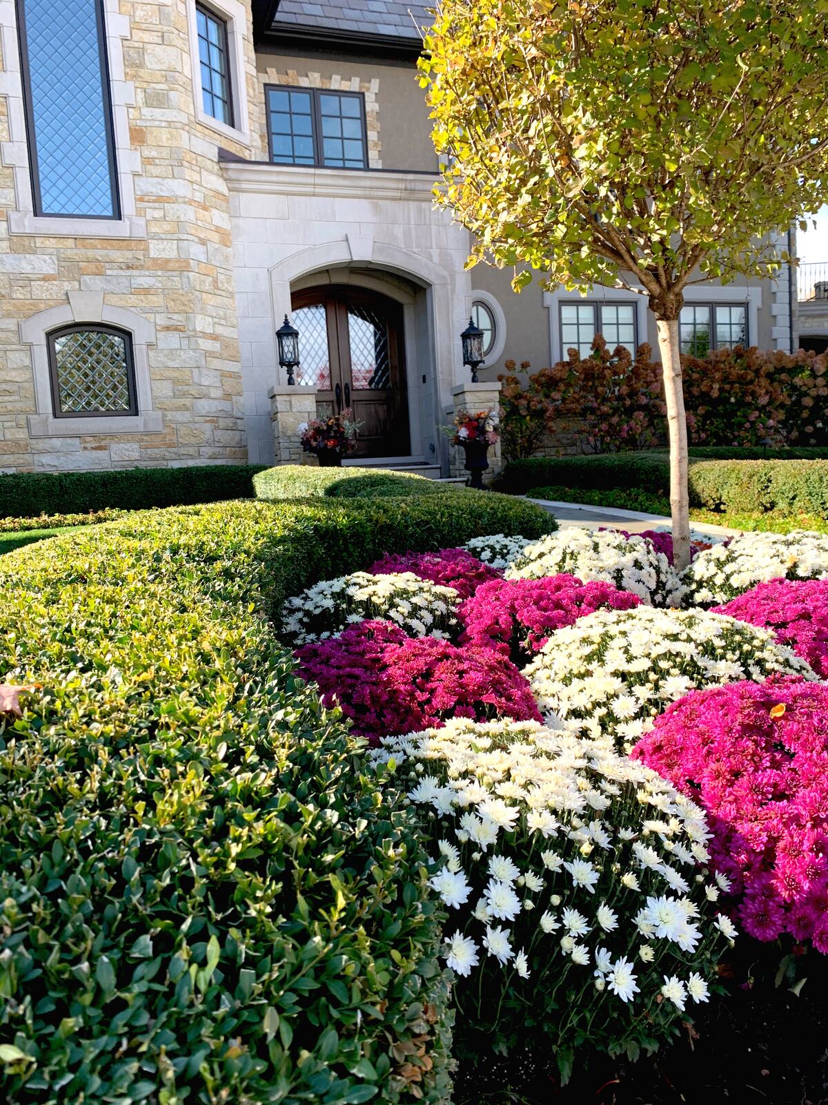 Seasonal container and color rotations — Green Grass Landscape, Chicago's western suburbs